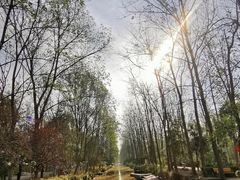 -合肥滨湖国家森林公园