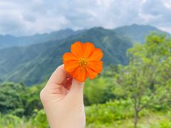 -紫鹊界梯田景区