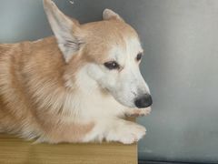 -南京宠物基地·宠物狗宠物猫售卖(南京店)