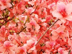 -瑞安圣井山景区