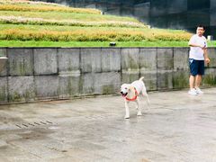 -翊宠yipet猫狗购宠庄园犬舍•猫舍