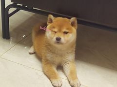 -pd派德宠物中心医院24H急重症·眼科中心·血液透析中心(嵩山北路店)