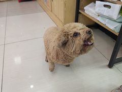 -全心全意连锁动物医院·微创中心·内科急重症·心脏专科(丰管路店)