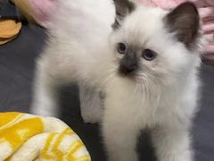 -萌兽医馆·宠物医院·猫骨科(创景店)