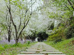 -苏州上方山国家森林公园