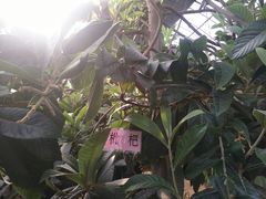 -北戴河集发农业梦想王国