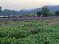 -君乐宝优致牧场
