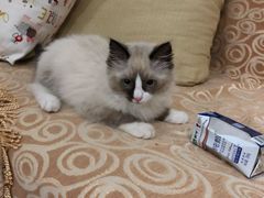-喵zoo家庭繁育猫舍(尖东智能花园店)