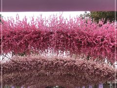 -南汇桃花村