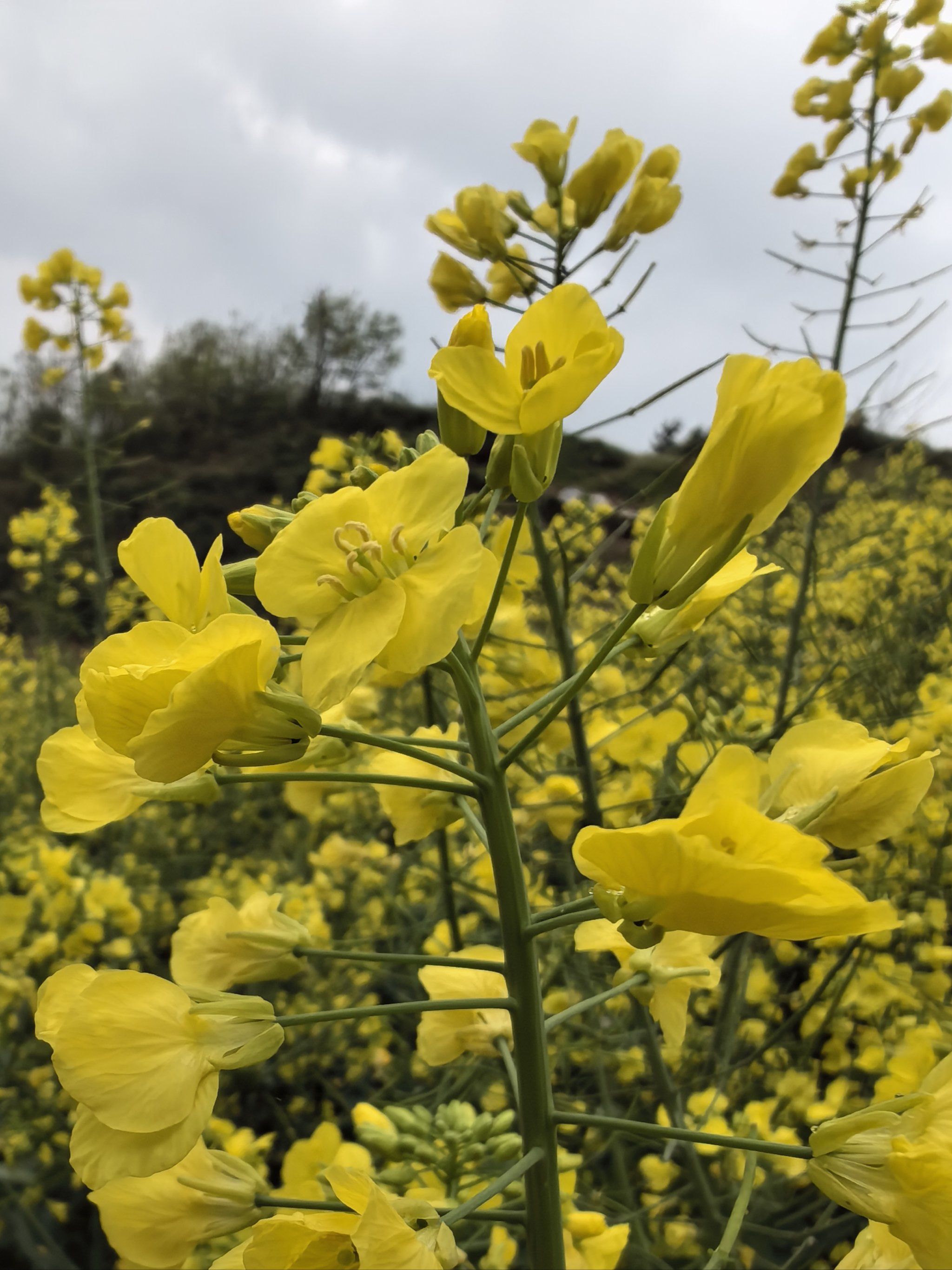踏青油菜花之旅