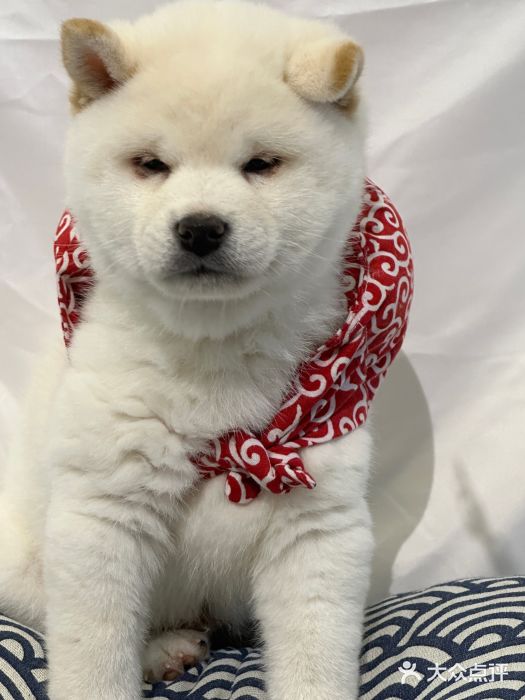 萌宠之家·腊肠犬·马尔泰·小体犬舍图片