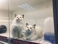 -lincat·猫舍(广州店)