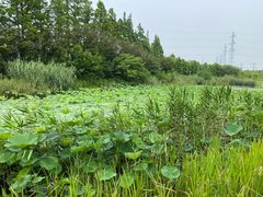 -上海长兴岛郊野公园