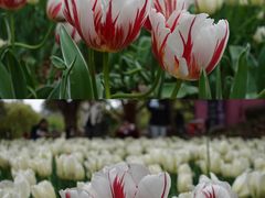 -无锡梅园公园