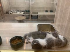 -飞行喵MR PILOT|猫舍·猫咖(静安大融城店)