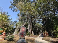 -瑞丽独树成林风景区