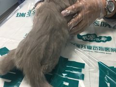 -瑞派宠物医院·24h·骨外科·皮肤科·全科宠物医疗转诊中心(沈阳浑南院)