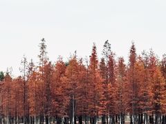 -白鹭湾湿地公园