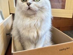 -Again Coffee Roaster(香蜜湖店)