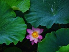 -白鹭湾湿地公园