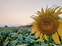 -君乐宝优致牧场