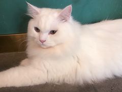 -飞行喵MR PILOT|猫舍·猫咖(静安大融城店)