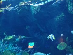 -暹罗海洋世界
