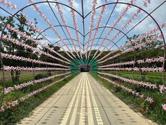 -苏州太湖西山岛开心农场