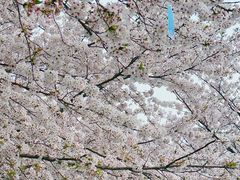 -高东镇樱花园