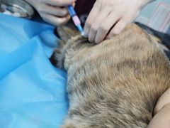 -纳吉亚猫专科动物诊疗中心(蒋宅口分院)