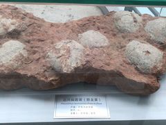 -中国地质大学逸夫博物馆