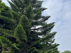 -东莞植物园