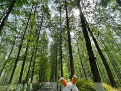 -合肥滨湖国家森林公园