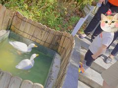 -上海崇明金茂凯悦酒店