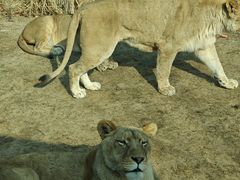 -北京野生动物园