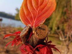 -大兴滨河森林公园