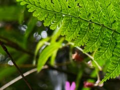 -云南屏边大围山国家公园