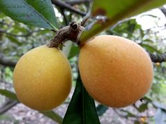 -塘栖枇杷特色园区