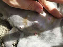 -宠福鑫康馨动物医院·骨科·眼科