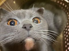 -PETKIT小佩宠物·低压洗护(国顺东路店)