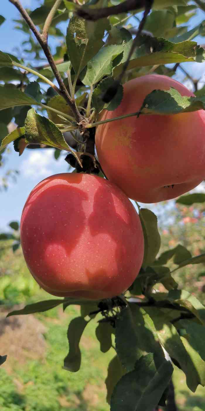 昌平崔村君利苹果采摘园-"周末组织摘大苹果.简直开心的不要不要的了.