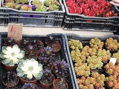 -三圣花乡旅游区