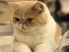 -飞行喵MR PILOT|猫舍·猫咖(静安大融城店)