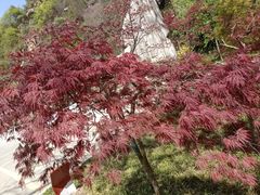 -秦岭终南山世界地质公园翠华山景区
