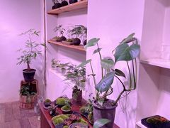 -植觉