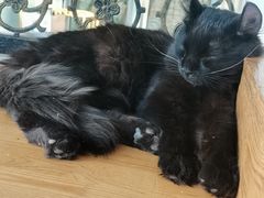 -猫小院猫主题咖啡厅(北锣店)