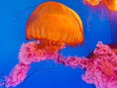 -太平洋海底世界