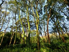 -上海共青森林公园