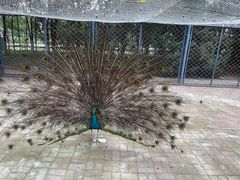 -长白岛森林公园