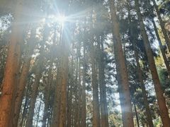 -山王坪喀斯特国家生态公园